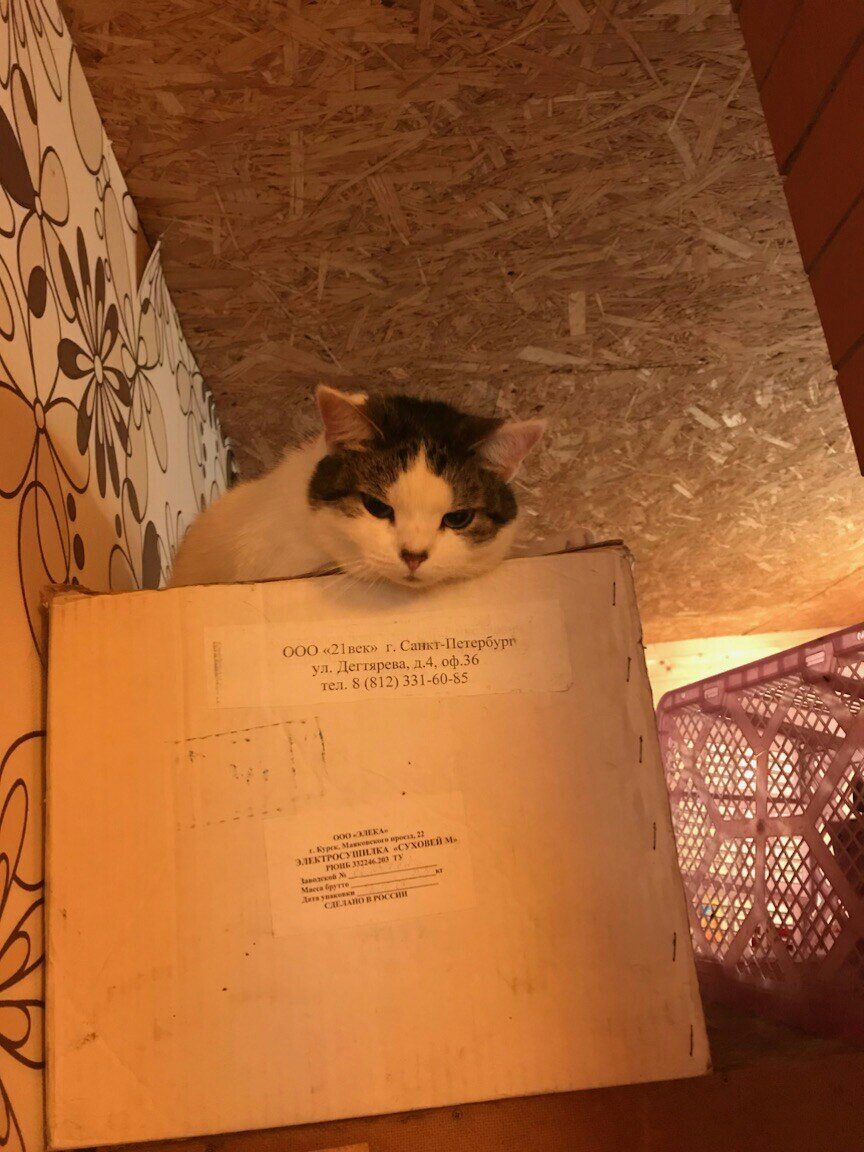 Кошечка сидит на высокой коробке