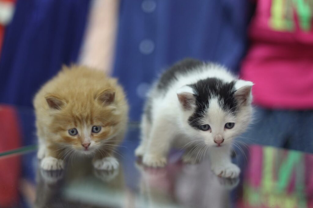 Фото котят в приюте