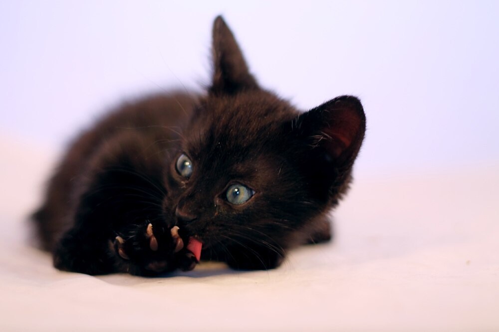 Взять котенка в приюте