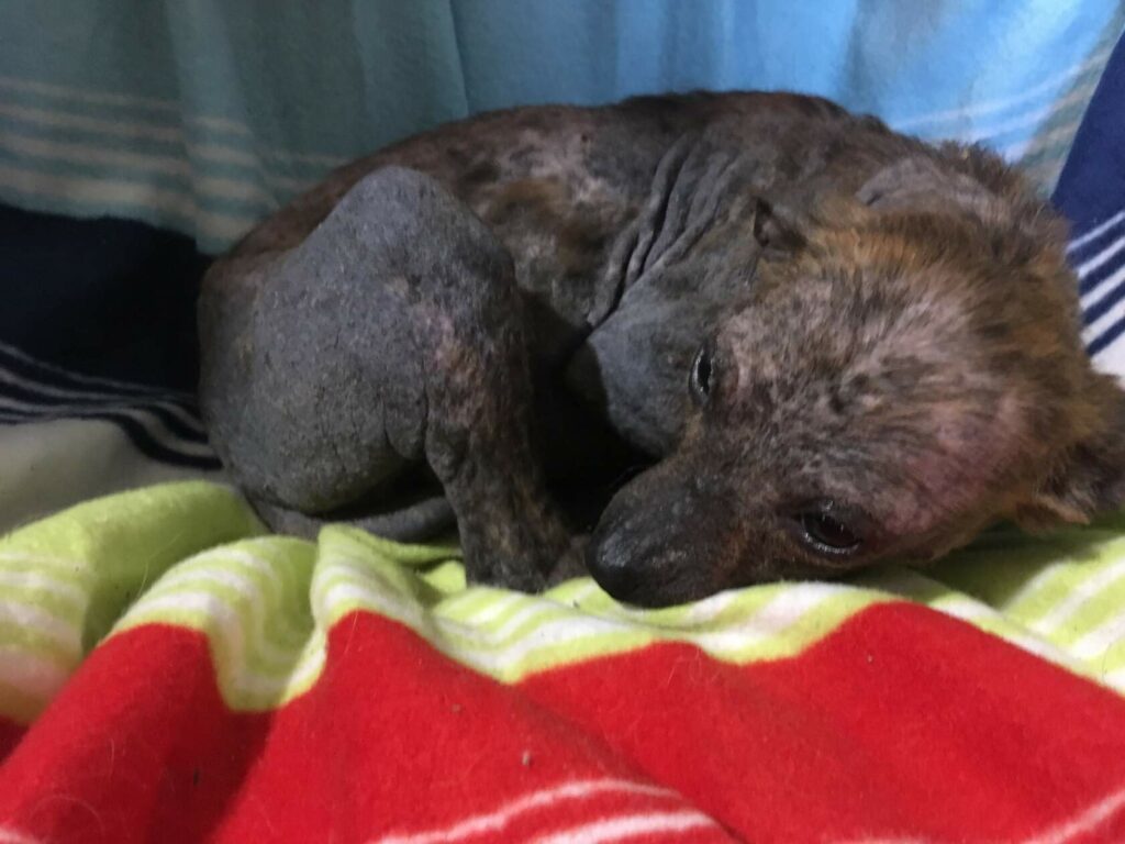 Собака по кличке Кукла с восстановившейся кожей лежит на полосатом пледе, проходит лечение после тяжёлых кожных болезней