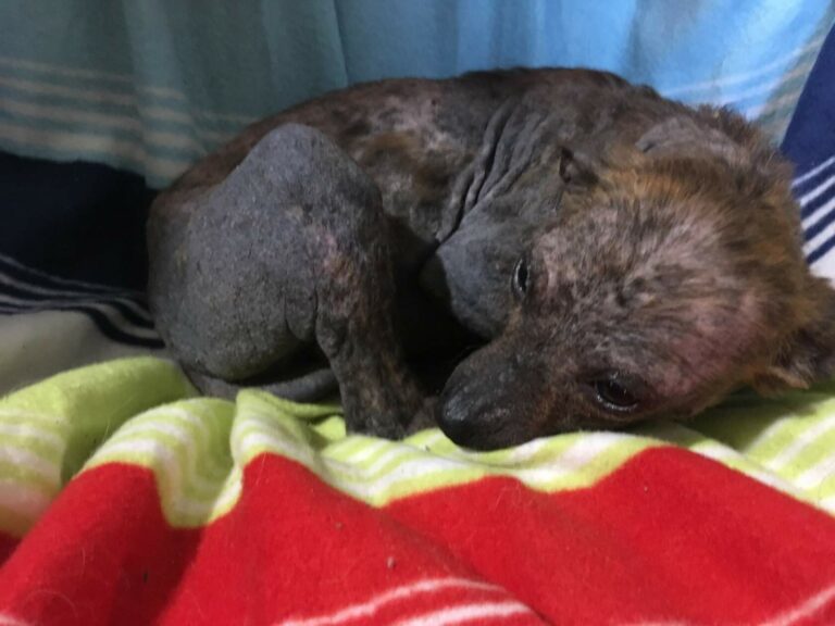 Собака по кличке Кукла с восстановившейся кожей лежит на полосатом пледе, проходит лечение после тяжёлых кожных болезней