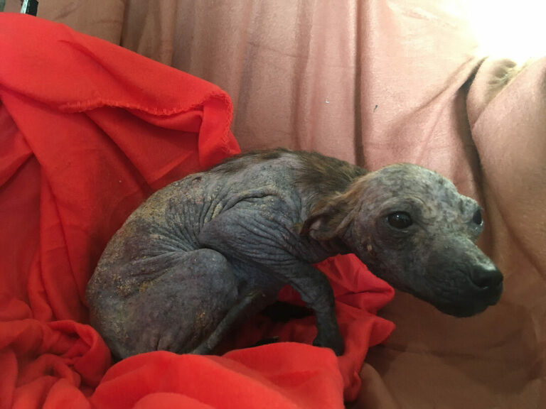 Спасённый щенок 7 месяцев с редкой шерстью лежит на красном пледе, проходит восстановление