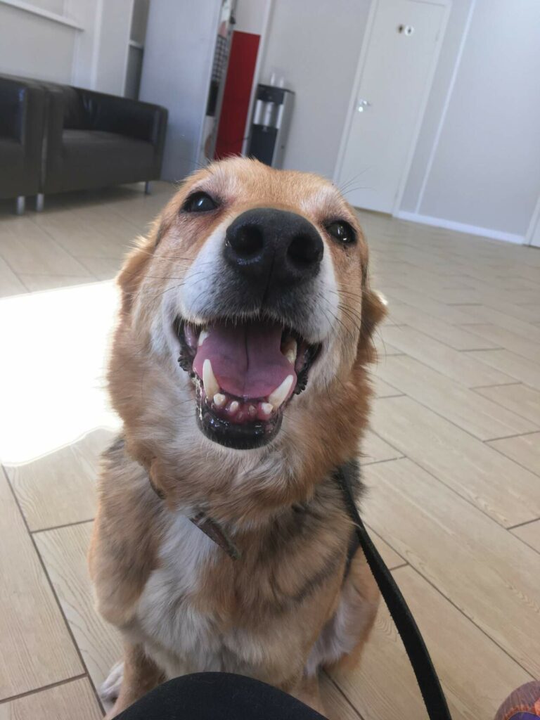 Улыбающаяся собака Лада в ветеринарной клинике, ждёт сдачи крови для собаки Каси, донор