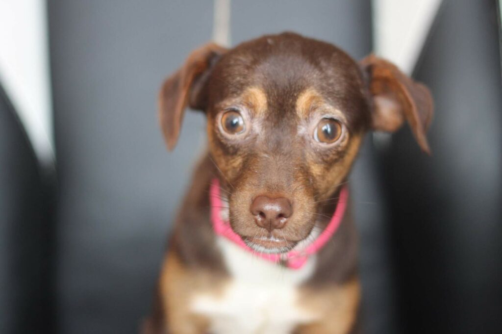 Миниатюрная собачка, ласковая и домашняя — в добрые руки