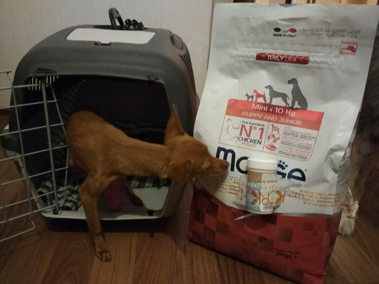 Маленькая рыжая собака в переноске нюхает большой пакет корма Monge Mini Puppy дома на пол