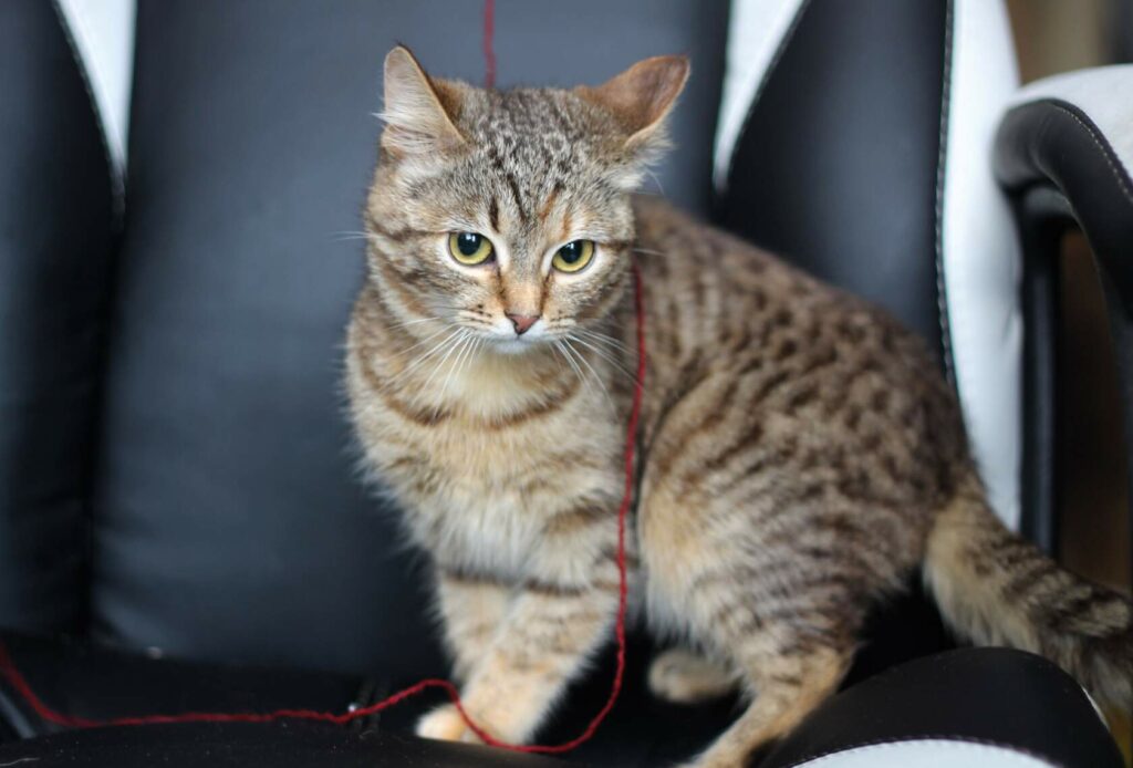 Кошка в приюте в дар