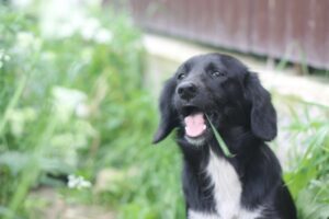 Весёлая собака из приюта. Игривый характер, ищет дом и любящего хозяина.