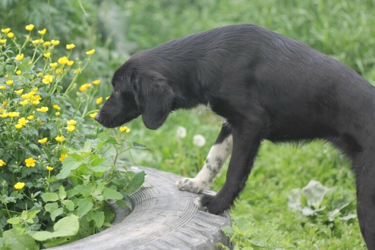 Чёрная собака с белыми пятнами на лапах обнюхивает жёлтые цветы, стоя на старой автомобильной покрышке среди зелёной травы.