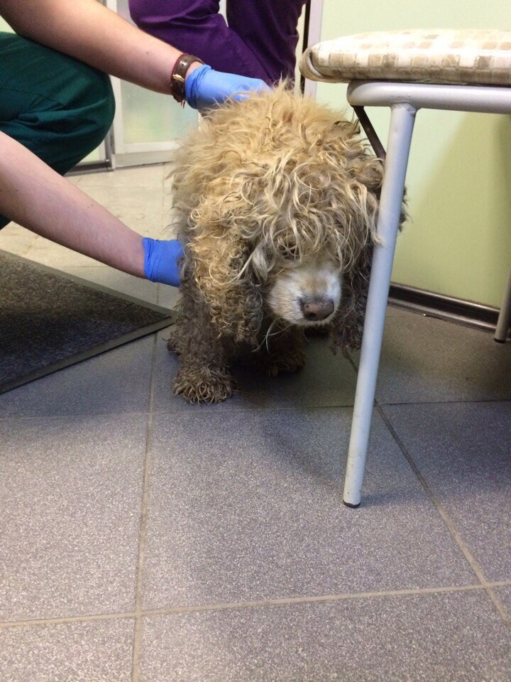Найдена собака с сильно свалявшейся шерстью в ветеринарной клинике