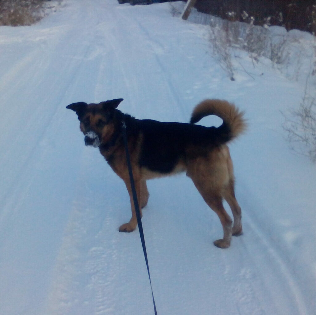 Крупная собака, метис немецкой овчарки, на поводке стоит на заснеженной дороге и оборачивается к камере