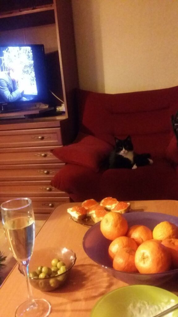 Черно-белый спинальник кот по кличке Ной дома