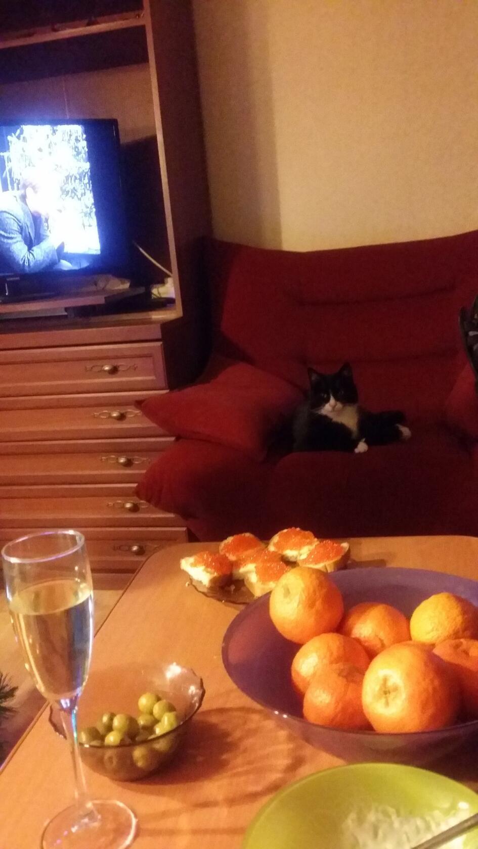 Черно-белый спинальник кот по кличке Ной дома