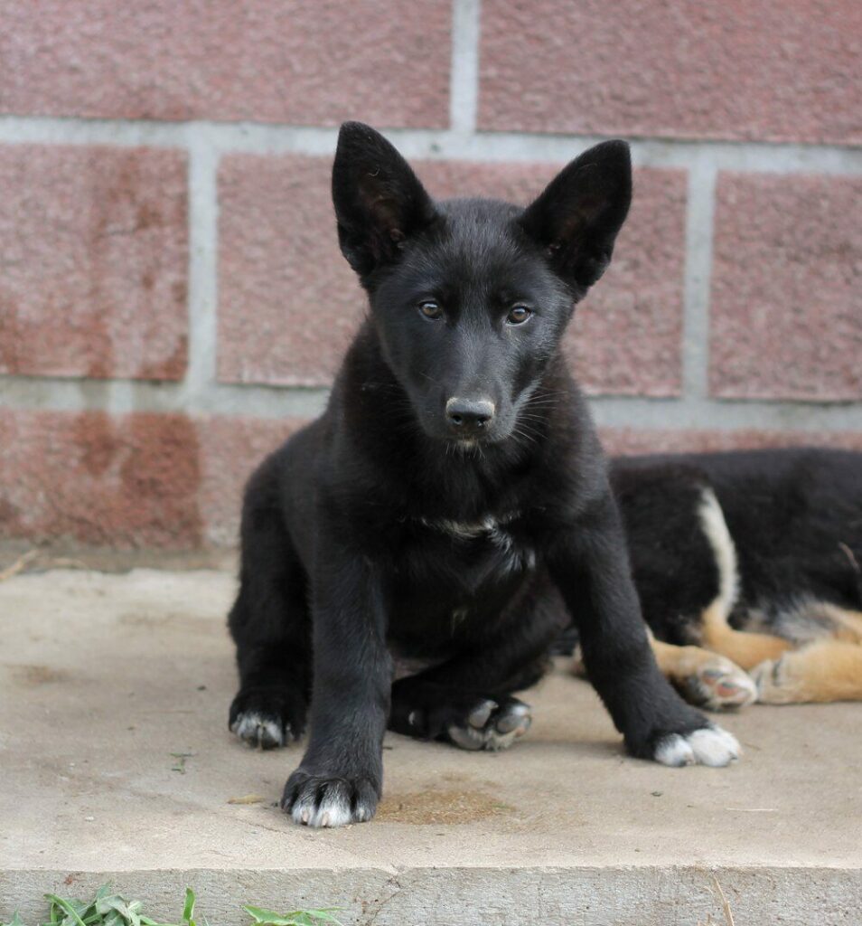 Чёрный щенок с острыми ушами сидит на бетонной поверхности в приюте, рядом лежит ещё один щенок