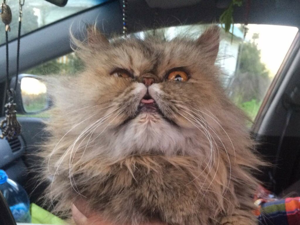 Пушистая персидская кошка с выразительными глазами сидит в автомобиле, высунув язык.