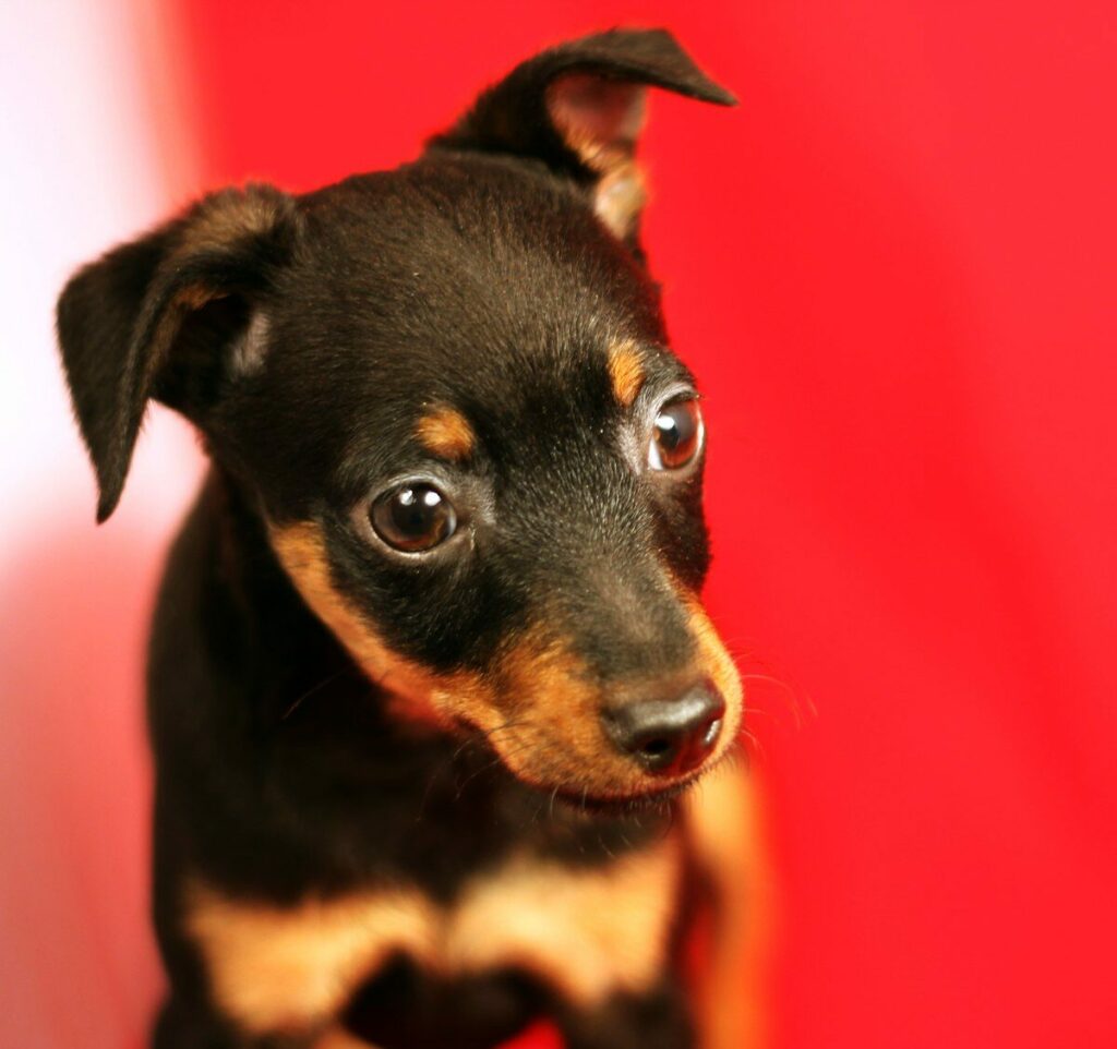 Черно-подпалый щенок метис цвергпинчера с большими выразительными глазами смотрит в сторону на красном фоне
