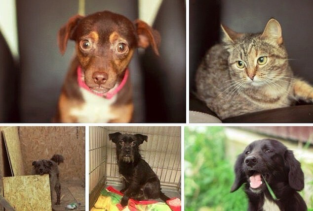 Коллаж животных из приюта: маленькая коричневая собака, полосатая кошка и три чёрных/чёрно-коричневых пса — ищут дом