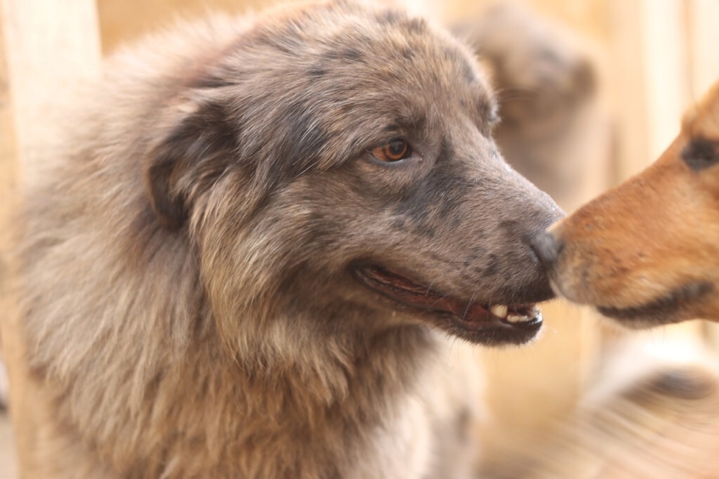 Две собаки близко общаются: пушистая мраморная собака внимательно смотрит на рыжую, которая нежно касается её морды.