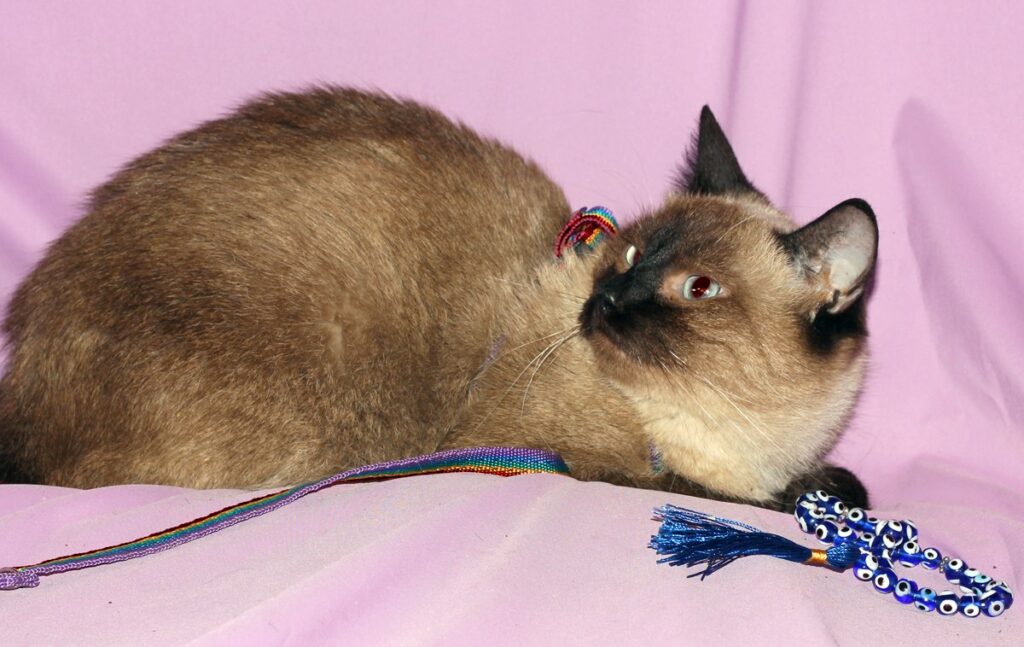 Сиамская кошка в радужном ошейнике лежит на сиреневом фоне рядом с оранжевыми плодами физалиса