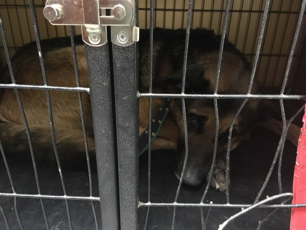 Немецкая овчарка Барон лежит, свернувшись, в клетке ветеринарной клиники после операции; морду опёр на лапу, прутья решётки на переднем плане.