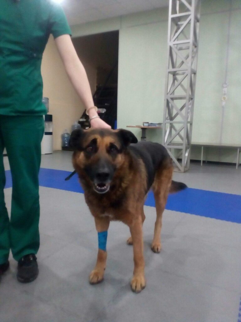 Пёс Барон в клинике: крупная овчарка с синей повязкой на передней лапе, рядом сотрудник в зелёной форме.