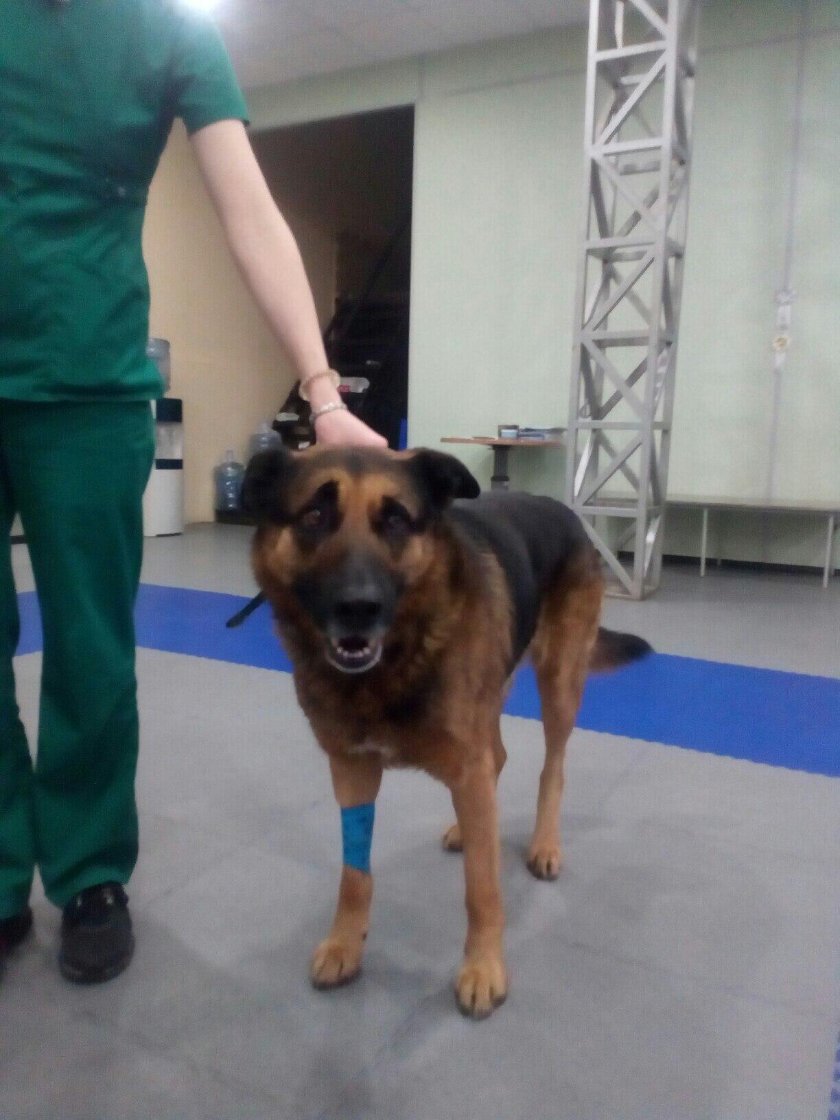 Пёс Барон в клинике: крупная овчарка с синей повязкой на передней лапе, рядом сотрудник в зелёной форме.