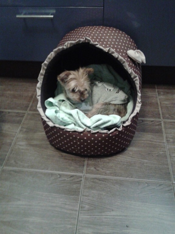 Маленький йоркширский терьер уютно устроился в мягком домике-лежанке с коричневым горошком, укрывшись пледом.