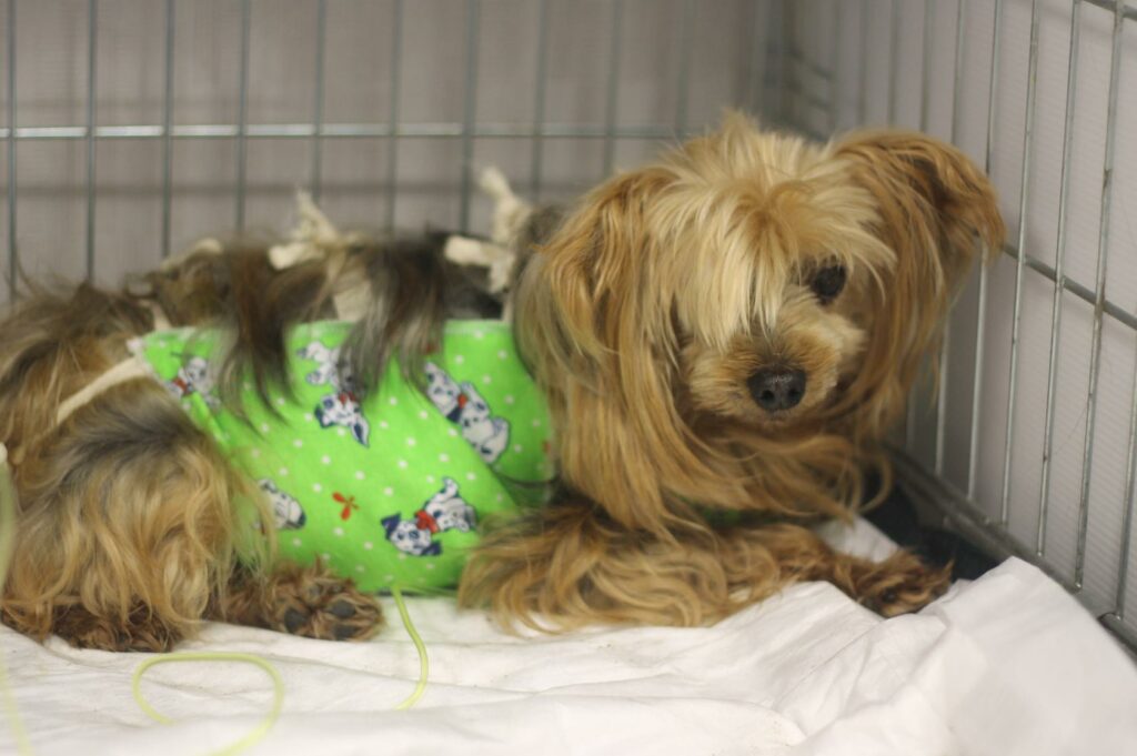 Йоркширский терьер в приюте