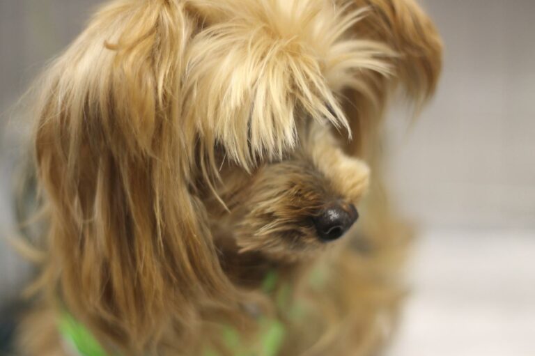 Маленькая собака Сонечка в приюте