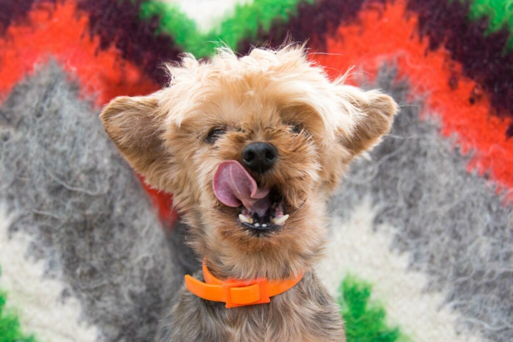 Очаровательная йоркширская терьер Сонечка из приюта радостно позирует с высунутым язычком. На ней яркий оранжевый ошейник, а фон — пёстрый и весёлый.