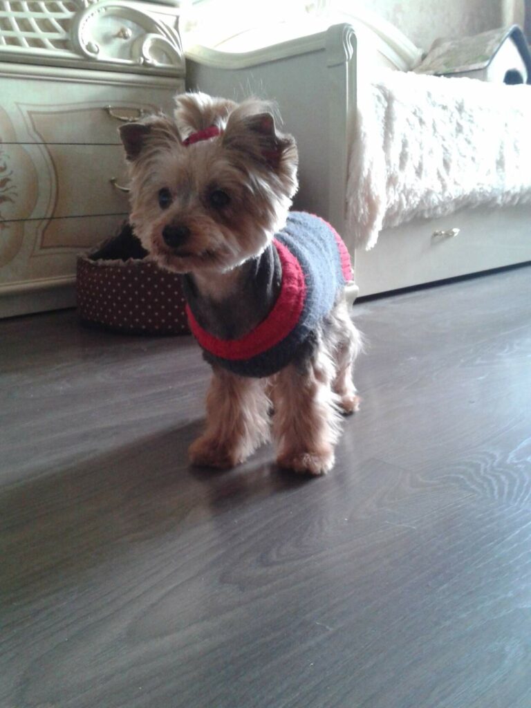 Маленькая йоркширская терьерша в серо-красном свитерке стоит на полу рядом с кроватью.