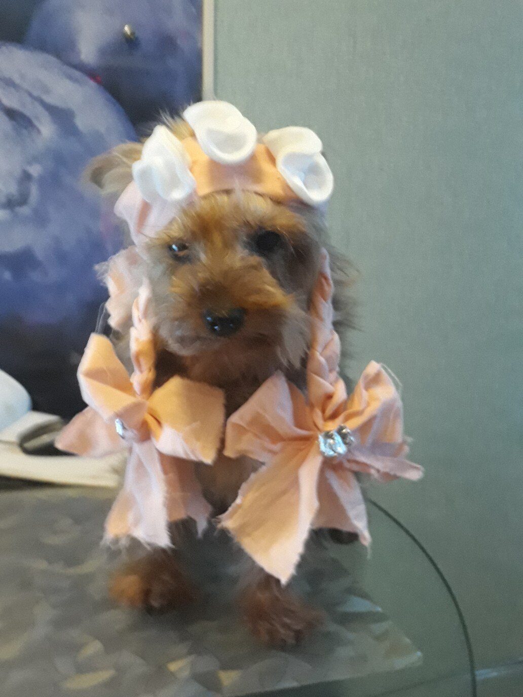 Йоркширский терьер Соня в новогоднем наряде с бантами и чепчиком, стоит на столе.