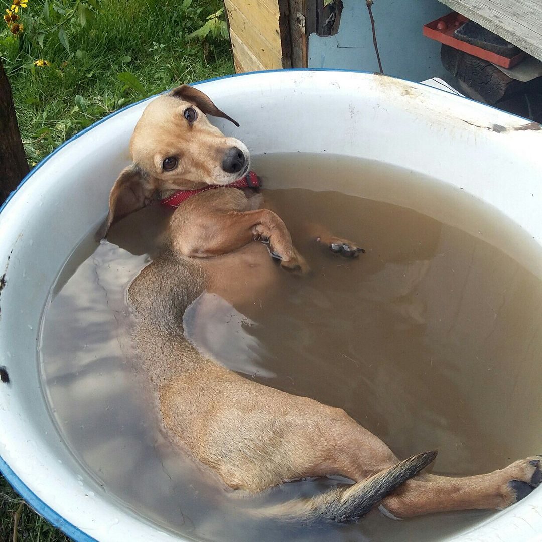 Такса Инка, когда-то с травмой шеи и из приюта, теперь беззаботно отдыхает в тазу с водой в своём любящем доме.