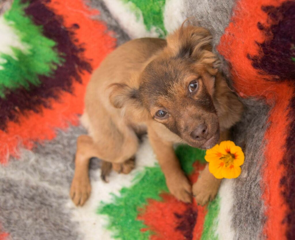 Маленький рыжий щенок сидит на ярком пледе с жёлтым цветком у лапы и смотрит прямо в камеру.