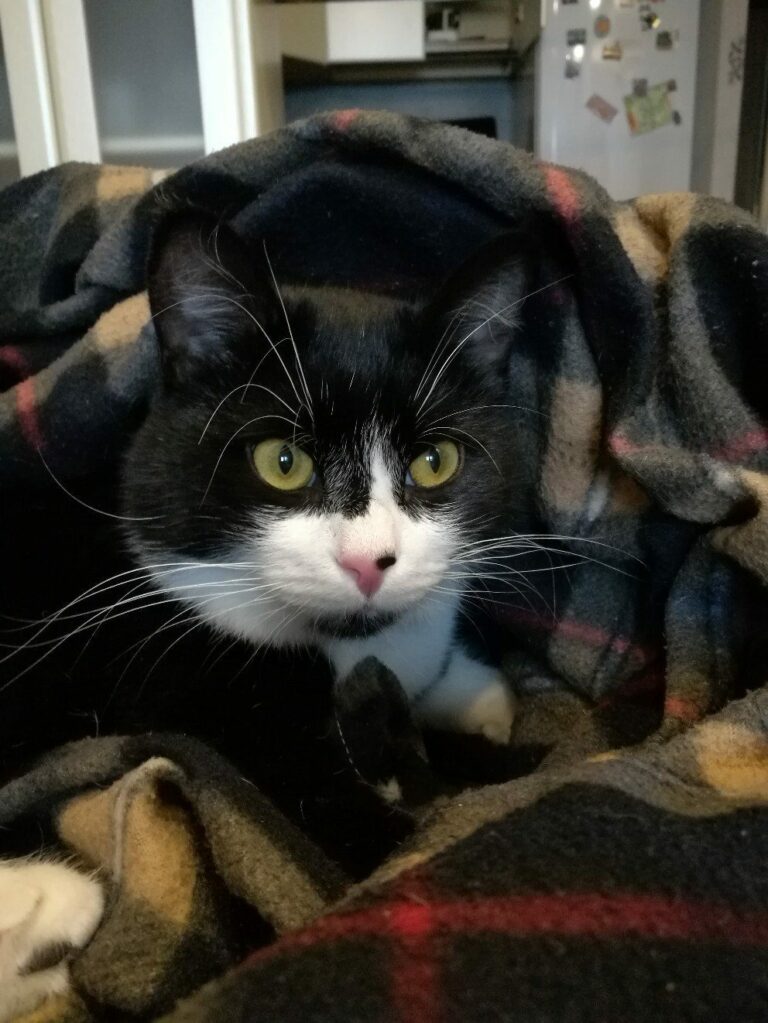 Котик из приюта по кличке Валдай дома