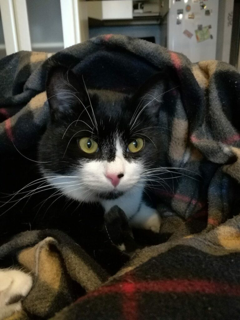 Котик из приюта по кличке Валдай дома