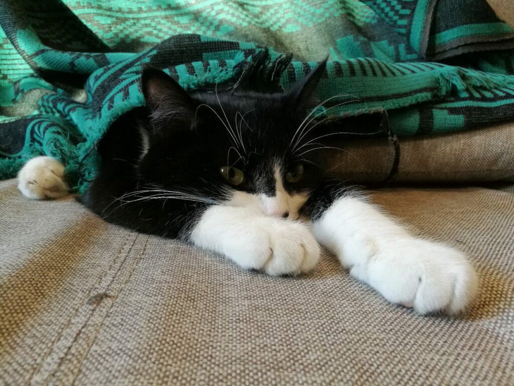 Черно-белый кот уютно устроился под зелёным пледом.