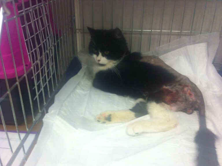 Котик Валдай в ветеринарной клинике