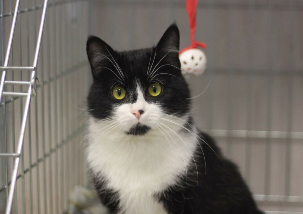 Чёрно-белый кот с жёлтыми глазами находится в клетке в стационаре ветеринарной клиники, рядом висит игрушка.