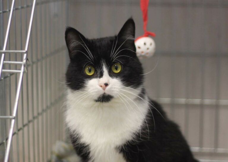 Чёрно-белый кот с жёлтыми глазами находится в клетке в стационаре ветеринарной клиники, рядом висит игрушка.