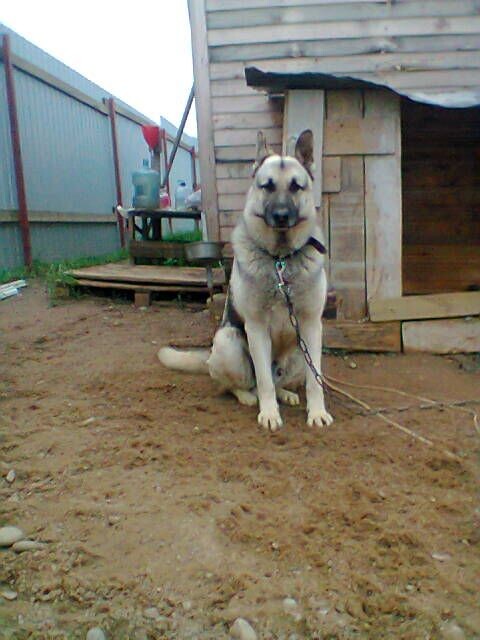 Восточно-европейская овчарка на цепи у деревянной будки во дворе