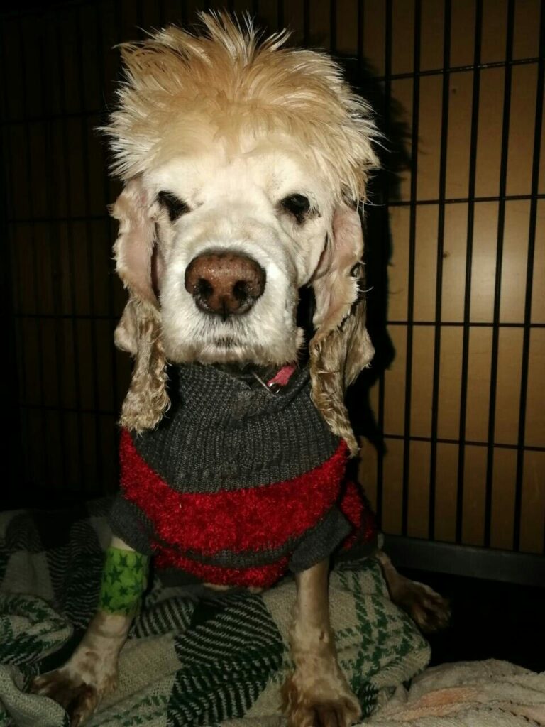 Злата, спасённый кокер-спаниель в клетке приюта, в вязаном свитере и с повязкой на лапе