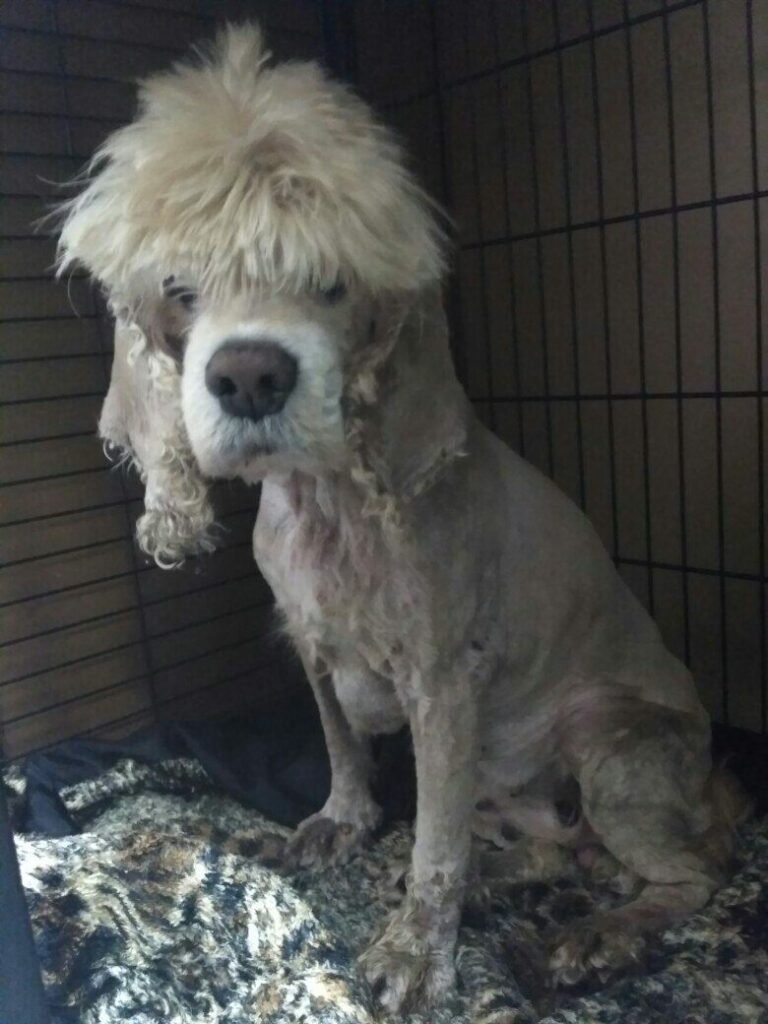 Подстриженная собака в клетке после груминга, сидит на пледе