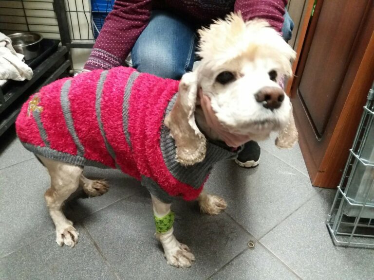 Собака в тёплом свитере, груминг и лечение после спасения — Злата