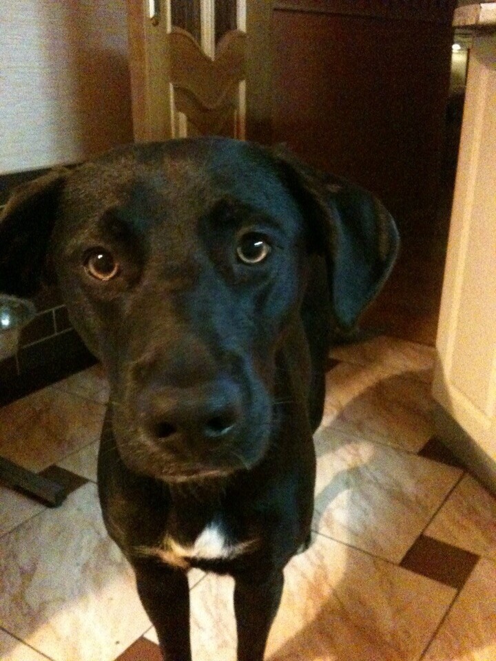 Чёрная собака Агата с белой отметиной на груди смотрит крупным планом в камеру на кухне