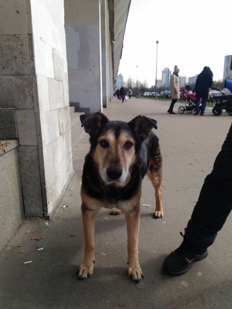 Бездомная собака стоит на тротуаре у здания, на фоне прохожие и детская коляска