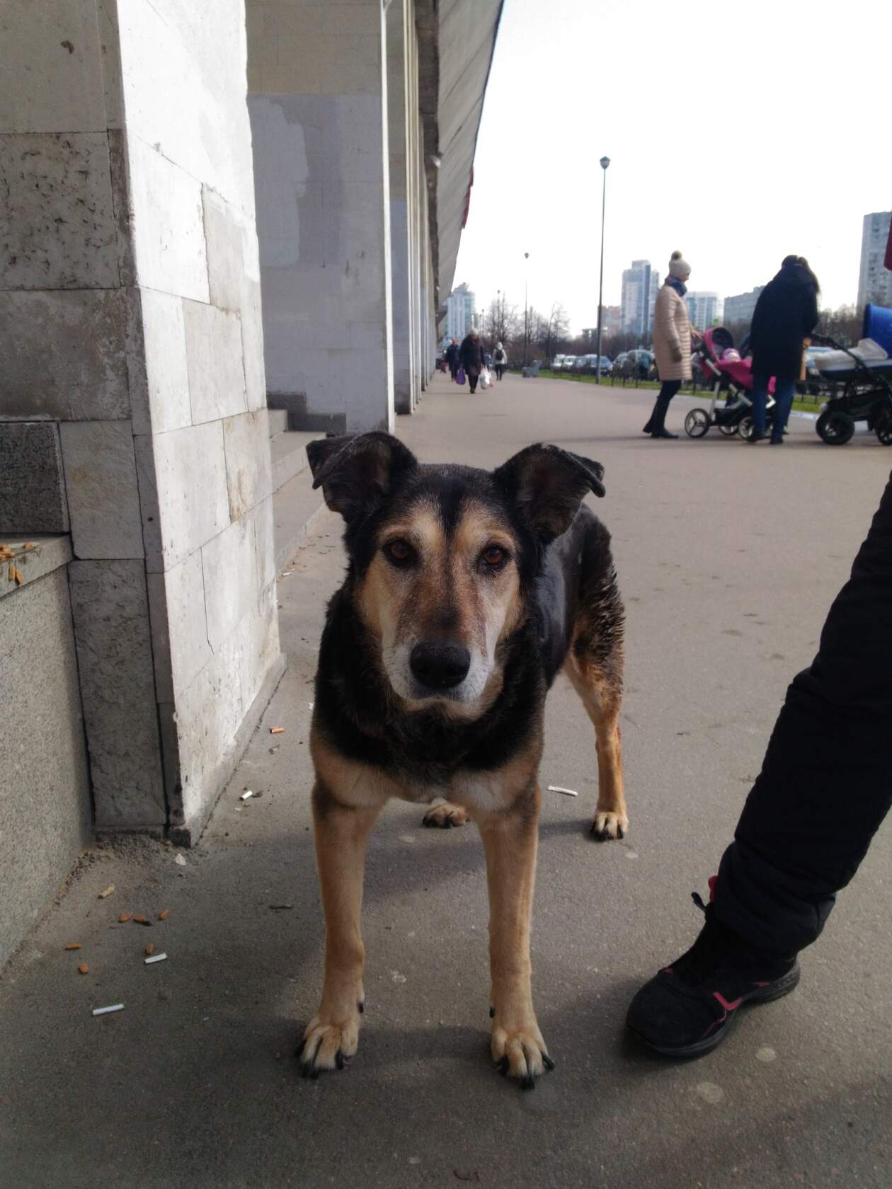 Бездомная собака стоит на тротуаре у здания, на фоне прохожие и детская коляска