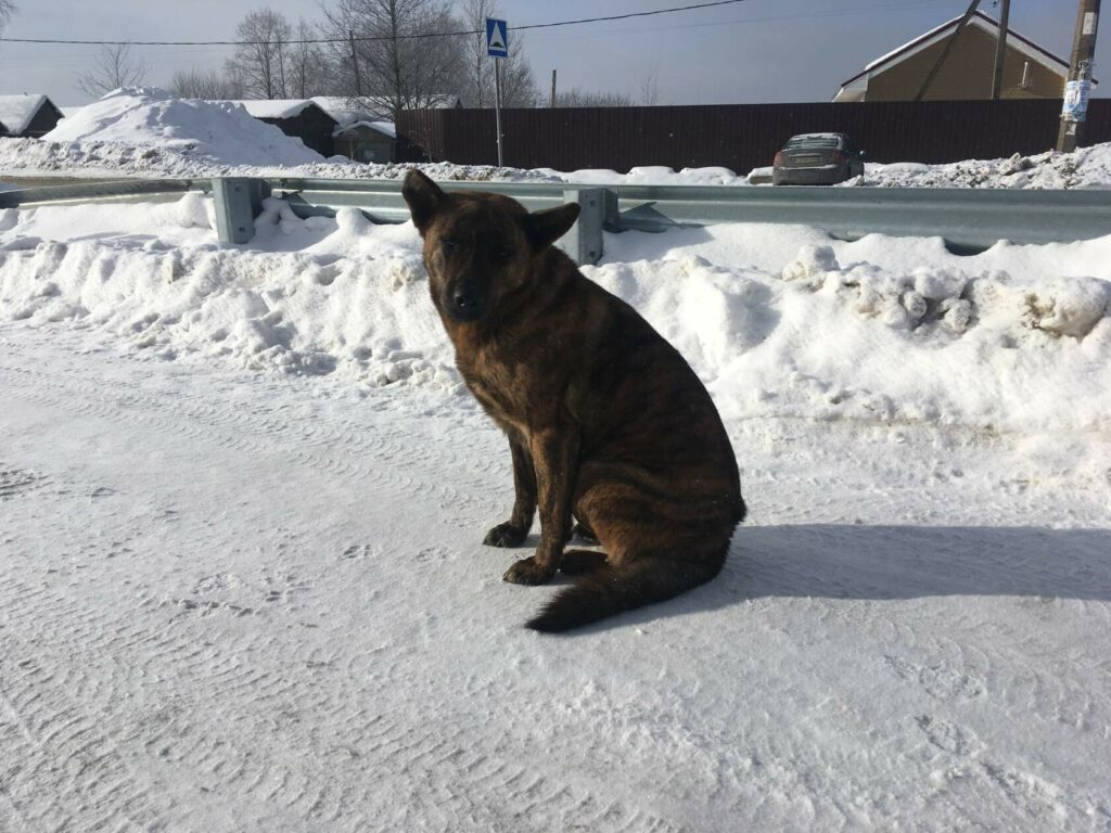 Тигровый бездомный пёс сидит на заснеженной обочине дороги и смотрит в камеру