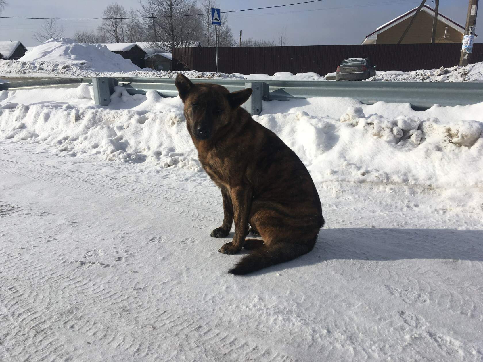 Тигровый бездомный пёс сидит на заснеженной обочине дороги и смотрит в камеру