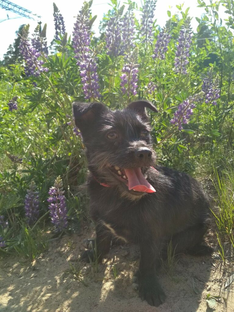 Маленькая чёрная собака Черника сидит на песке на фоне высоких фиолетовых люпинов, высунула язык и улыбается.