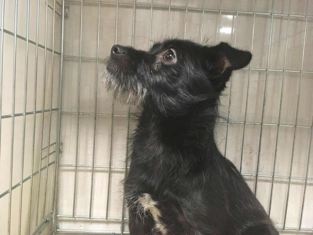 Черничка — маленькая собака-спинальник в вольере приюта, смотрит вверх